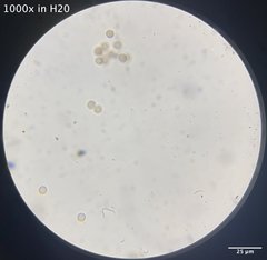 Stemonitis virginiensis