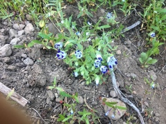 Nemophila maculata