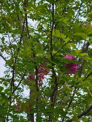 Robinia × ambigua