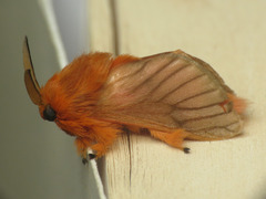Thoscora