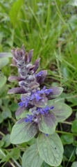 Ajuga reptans