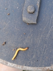 Selatosomus aeneus