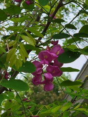 Robinia × ambigua