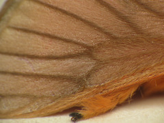 Thoscora