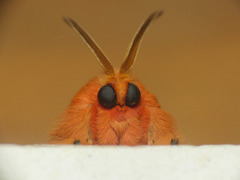 Thoscora