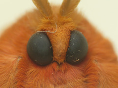 Thoscora