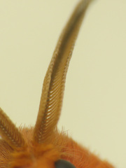Thoscora
