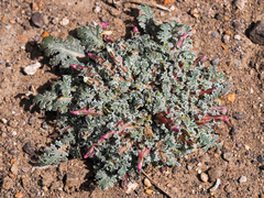 Glyptopleura marginata