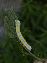 Pyreferra hesperidago