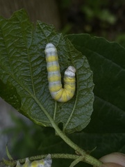 Pyreferra hesperidago