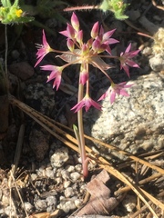 Lophioprason