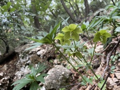 Helleborus multifidus istriacus