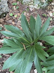 Helleborus multifidus istriacus