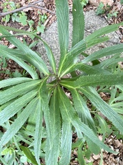 Helleborus multifidus istriacus