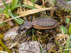 Carabus fabricii