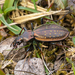 Carabus fabricii - Photo (c) Piotr Lukasik, some rights reserved (CC BY-NC), uploaded by Piotr Lukasik