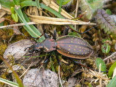 Carabus fabricii
