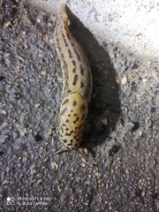 Limax maximus