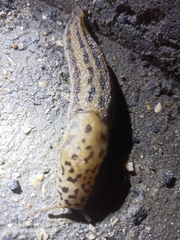 Limax maximus