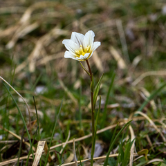 Gagea serotina