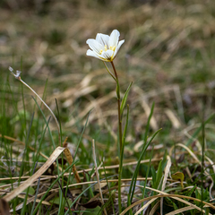 Gagea serotina