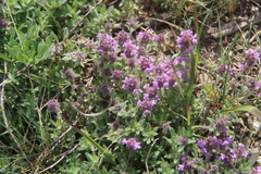 Thymus markhotensis