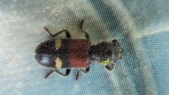 Tilloidea