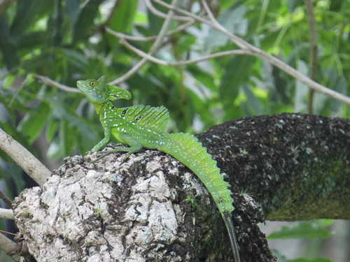 Green Basiisk, Basiliscus plumifrons