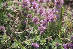 Thymus markhotensis