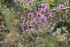 Thymus markhotensis