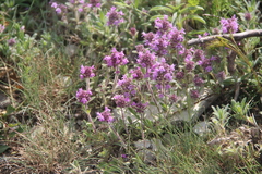 Thymus markhotensis