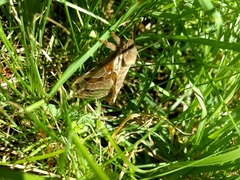 Sthenopis argenteomaculatus