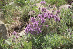 Thymus markhotensis