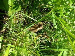 Sthenopis argenteomaculatus