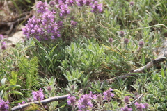 Thymus markhotensis