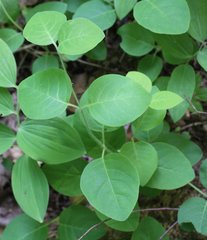 Lonicera caprifolium