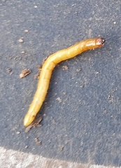 Selatosomus aeneus