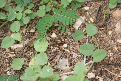 Puerto Rican Crested Toad, Peltophryne lemur