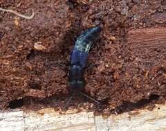 Platydracus violaceus