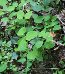 Lonicera caprifolium