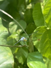 Urothemis