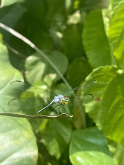 Urothemis