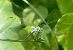 Urothemis