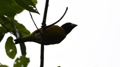 Coccothraustes abeillei