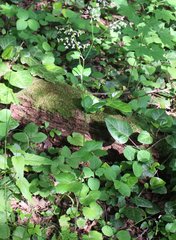 Pimpinella tripartita