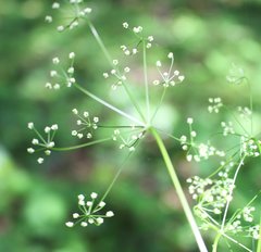 Pimpinella tripartita