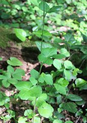 Pimpinella tripartita
