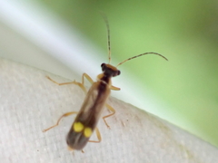 Malthinus seriepunctatus