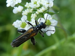 Oedemera pthysica