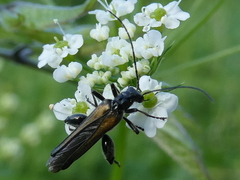Oedemera pthysica